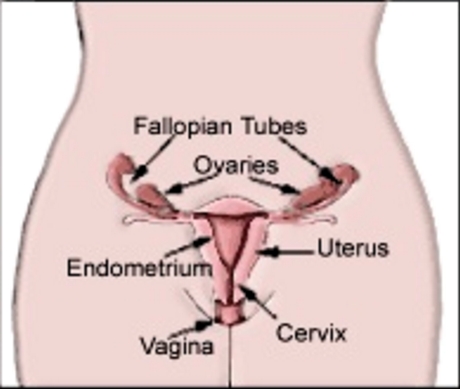 Cervix